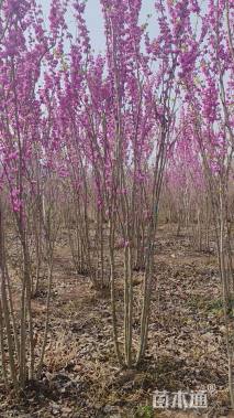 高度200厘米丛生紫荆