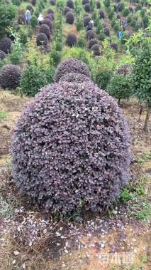 冠幅180厘米红花继木球