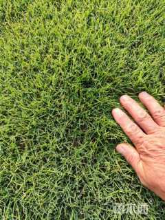 草卷状百慕大草