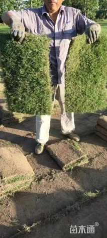 草卷状天堂草