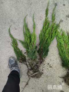 高度30厘米龙柏