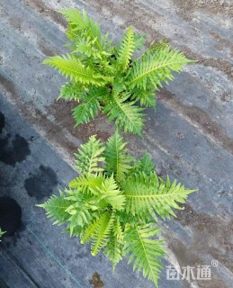 高度30厘米富贵蕨