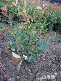 0.8公分红叶石楠