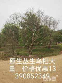 80公分(4杆)丛生香樟