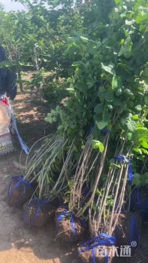 高度220厘米丛生紫荆