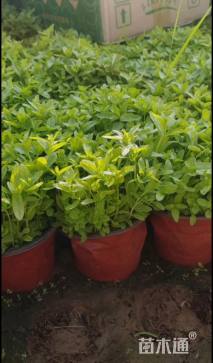 高度15厘米千屈菜