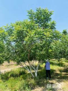 20公分丛生栾树