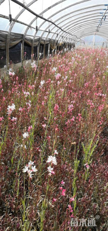 高度30厘米紫叶千鸟花