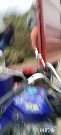 草卷状马尼拉草