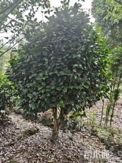 冠幅150厘米茶花球