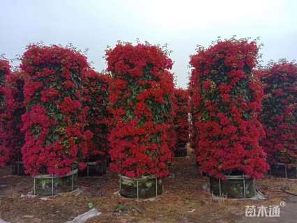 高度280厘米三角梅