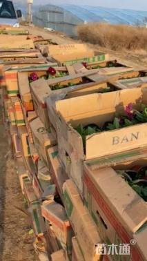 高度16厘米角堇