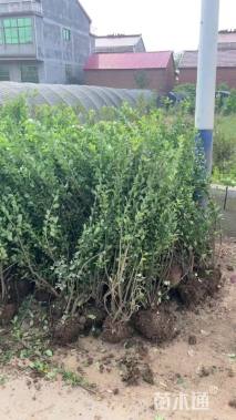 高度150厘米北海道黄杨