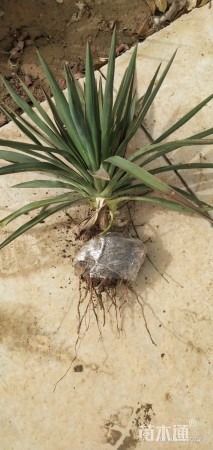 高度40厘米剑麻