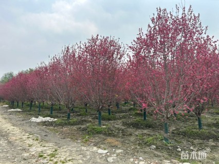 13公分绚丽海棠