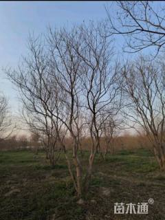 50公分丛生乌桕