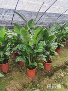 高度180厘米天堂鸟