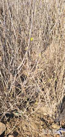 高度200厘米丁香