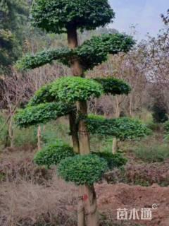 60公分造型小叶女贞