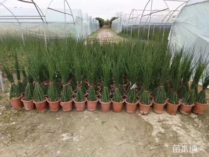 高度70厘米木贼