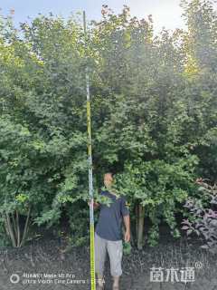 高度550厘米丛生五角枫