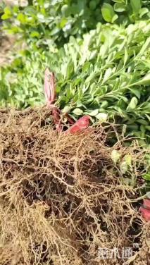 高度30厘米小叶黄杨