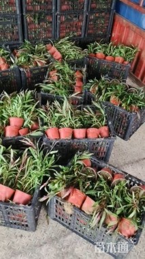 高度15厘米山桃草