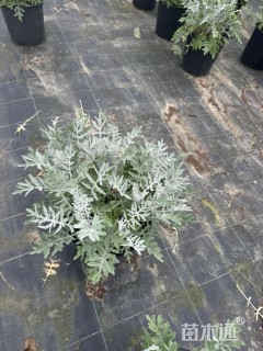 高度10厘米矢车菊