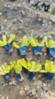 高度10厘米佛甲草