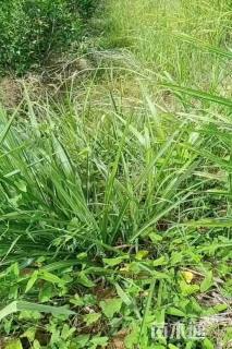 高度100厘米茶花