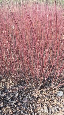 高度100厘米红瑞木