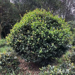 冠幅120厘米茶梅球