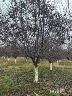 12公分紫叶矮樱