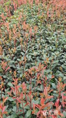 0.2公分红叶石楠