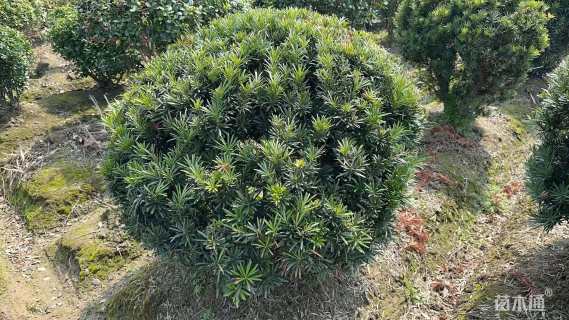 冠幅100厘米罗汉松球