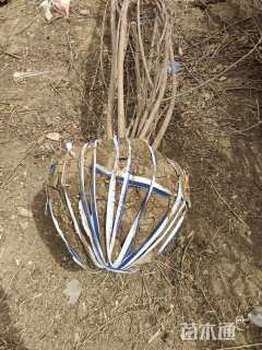 高度300厘米丛生蜡梅