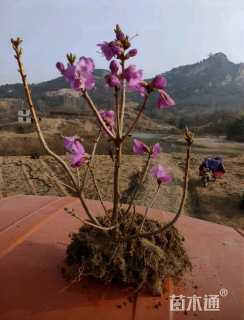 高度55厘米迎红杜鹃