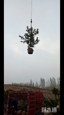油松
