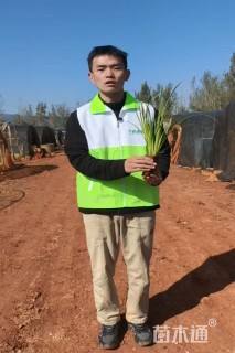 高度25厘米金线菖蒲