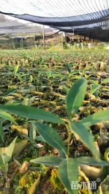 0.3公分细叶青冈