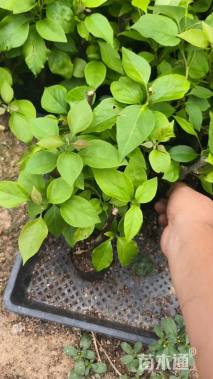 高度20厘米玫红三角梅