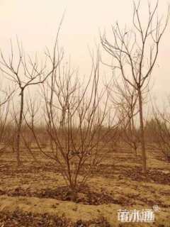 高度100厘米丛生黄栌