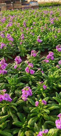 高度15厘米紫罗兰