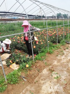 高度150厘米树状月季