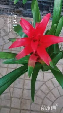 高度50厘米凤梨