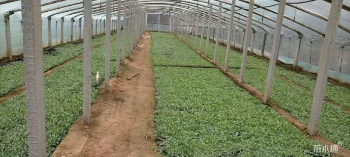 高度20厘米黑心菊