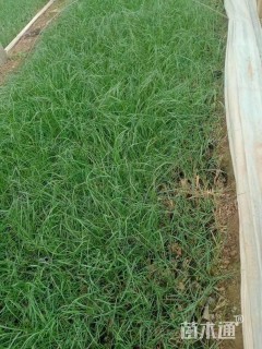 高度60厘米小兔子狼尾草