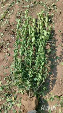 高度70厘米卫矛