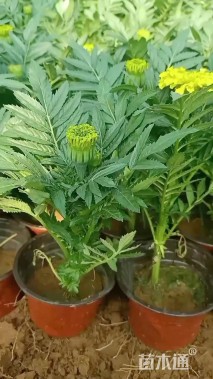 高度25厘米万寿菊