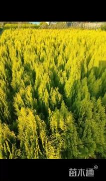 高度70厘米洒金柏